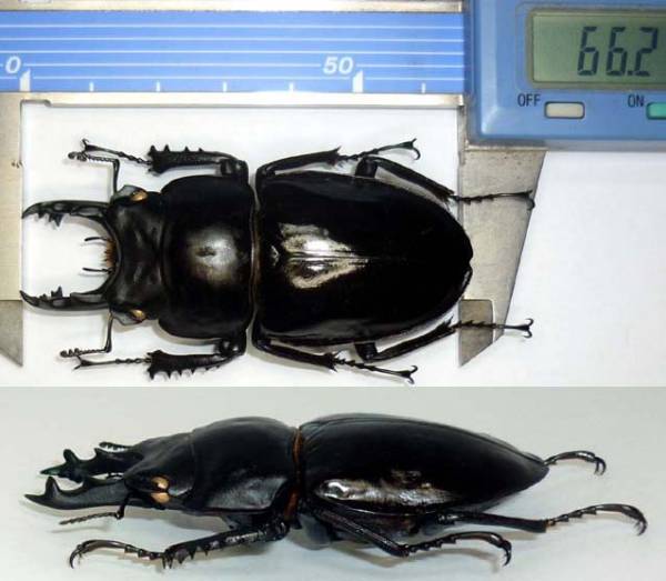 標本：アマミ マルバネ クワガタ：飼育品♂ 66.2mm 完全大歯形(国産
