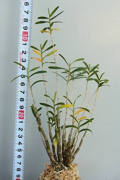 蘭 セッコク 山野草 姫竹葉セッコク 花芽付き ラン 売買されたオークション情報 Yahooの商品情報をアーカイブ公開 オークファン Aucfan Com