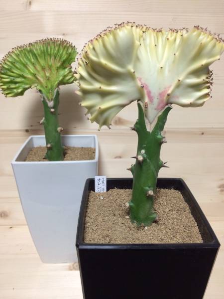 安い ゆき様専用 ユーフォルビア 月世界 ラクテア 綴化 キングマハラジャ 植物 観葉植物