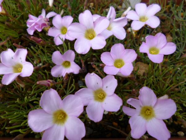 オキザリス 桜姫 サクラヒメ 球根 10球 送料72円 オキザリス 売買されたオークション情報 Yahooの商品情報をアーカイブ公開 オークファン Aucfan Com