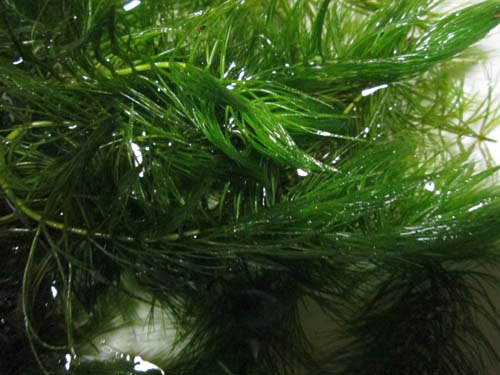 ５００円 元気なマツモ２０ｃｍ位３０本 水に浮かべるだけ 水草 売買されたオークション情報 Yahooの商品情報をアーカイブ公開 オークファン Aucfan Com