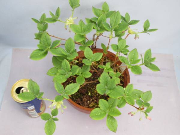 希少B8 屋久島ヨウラク（ヤクシマヨウラク☆高山植物 山野草☆(盆栽
