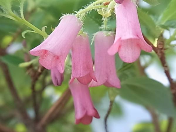 希少B8 屋久島ヨウラク（ヤクシマヨウラク☆高山植物 山野草☆(盆栽