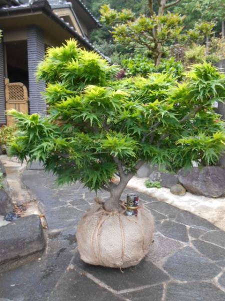 高級盆栽素材 希少 ☆ 三河八房もみじ ☆ 極上品 B(植木、庭木)｜売買