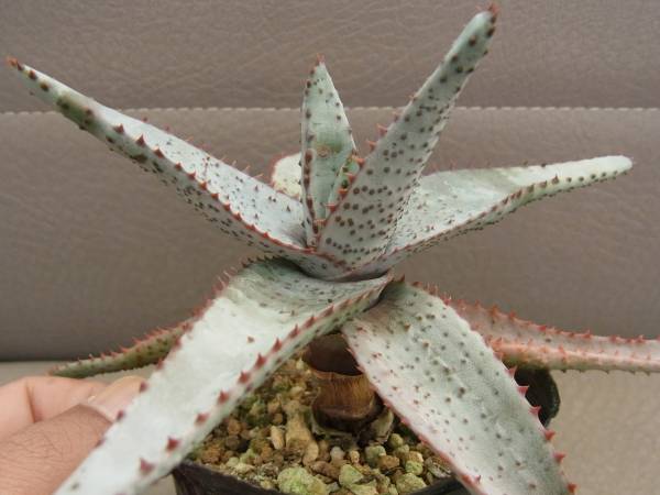 CO☆アロエ コニフェラ☆ サボテン 多肉植物 (アロエ)｜売買された