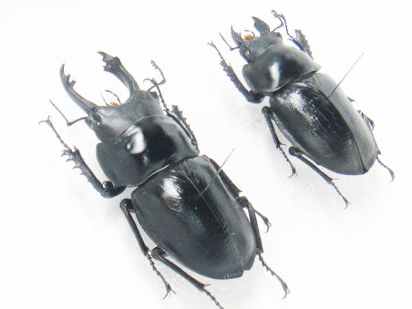 オキナワマルバネクワガタ 標本 大歯♂66.5mm(虫類)｜売買された