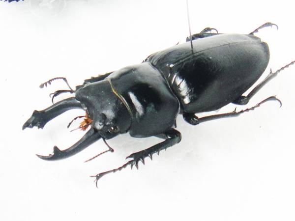 ヤエヤママルバネクワガタ激大歯標本オマケ付き ヤエヤママルバネクワガタ ペア ♂52mm♀44.6mm 石垣島 - Insect