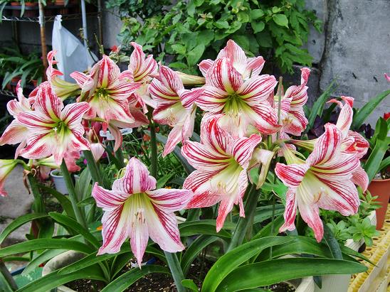 アマリリス 在来種系しろ １ ローズピンスト 株分け球セット その他 売買されたオークション情報 Yahooの商品情報をアーカイブ公開 オークファン Aucfan Com