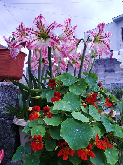 アマリリス 在来種系しろ １ ローズピンスト 株分け球セット その他 売買されたオークション情報 Yahooの商品情報をアーカイブ公開 オークファン Aucfan Com