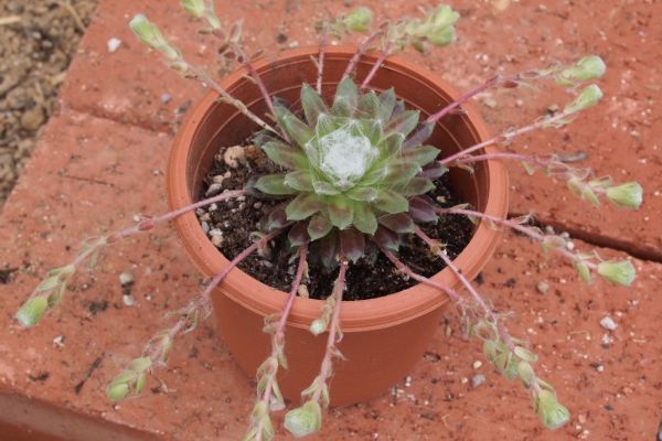 多肉植物 赤巻絹 センペルビウム 抜き苗 0 サボテン 売買されたオークション情報 Yahooの商品情報をアーカイブ公開 オークファン Aucfan Com