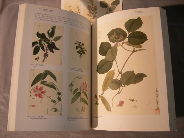 シーボルト・コレクション 日本植物図譜展』 ボタニカルアート(図録
