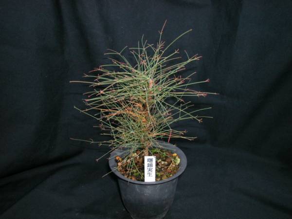 錦糸南天 曙錦実生 古典植物 琴糸南天 山野草 珍品 南天 鉢植え 売買されたオークション情報 Yahooの商品情報をアーカイブ公開 オークファン Aucfan Com