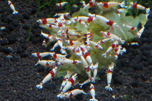 オリーブえび稚ビーモスラ画像の綺麗な赤脚系統　15匹