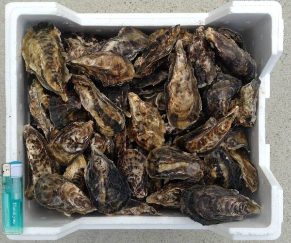 【訳有り】10キロ*兵庫県室津産*殻付生牡蠣*送料無料