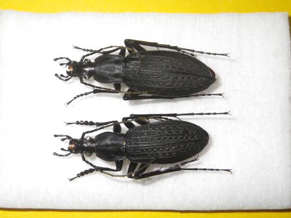 静岡県富士市産フジアキタクロナガオサムシ１ペア その他 売買されたオークション情報 Yahooの商品情報をアーカイブ公開 オークファン Aucfan Com