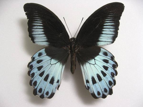 □外国産蝶標本 テンジクアゲハ p . polymnestor ♀ 南インド 産