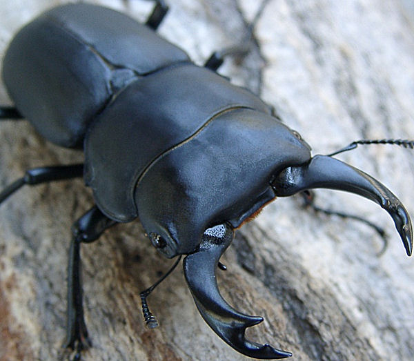 ☆♂特大☆石川産ヒメオオクワガタ ♂56mm ♀36mm 成虫ペア(国産