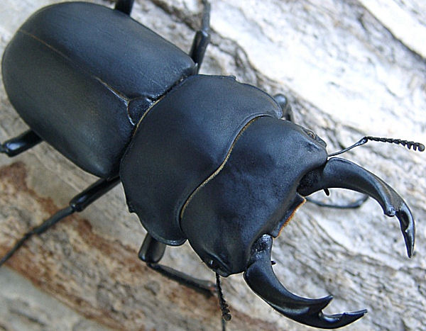☆♂特大☆石川産ヒメオオクワガタ ♂56mm ♀36mm 成虫ペア(国産