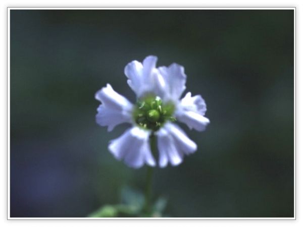 山野草 珍品 アオモリマンテマ 青森マンテマ 2ポット その他 売買されたオークション情報 Yahooの商品情報をアーカイブ公開 オークファン Aucfan Com