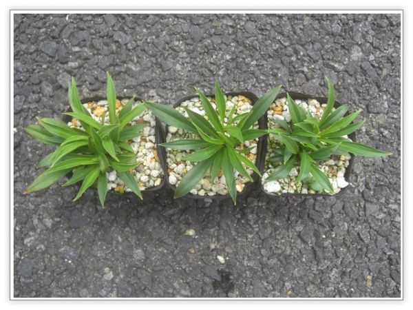 山野草 珍品 アオモリマンテマ 青森マンテマ 2ポット その他 売買されたオークション情報 Yahooの商品情報をアーカイブ公開 オークファン Aucfan Com