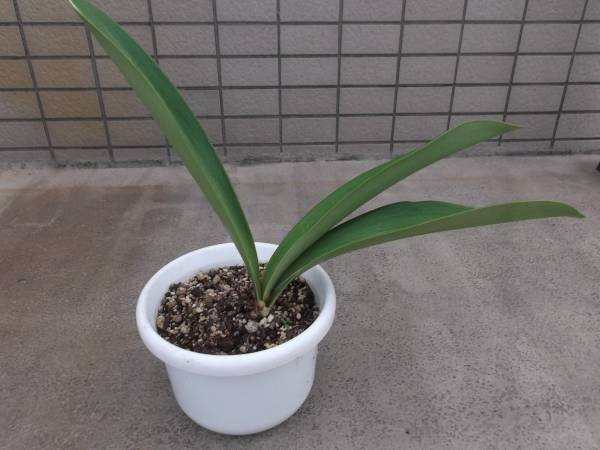 白筋アマリリス鉢植え／ユリ ラン 山野草(その他)｜売買された 