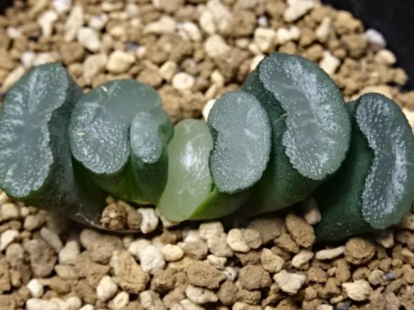 ハオルチア【舟橋氏大窓太白線クラサ・FG-11】珍品・レア★人3