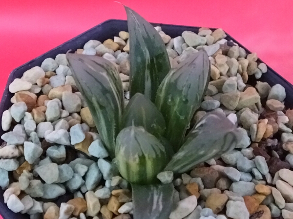 在庫限り 完売次第終了ぽっきりsale 多肉植物 ハオルチア オブツーサ錦 花水晶 極上斑 3 5号鉢 人気特価激安 Hoolaspamaui Com