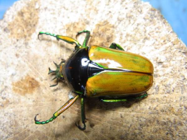 ミツノさま 確認用 狭く