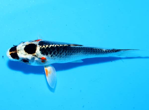 珍魚 黒丹頂 変わり鯉 当歳 東北元気錦鯉 錦鯉 売買されたオークション情報 Yahooの商品情報をアーカイブ公開 オークファン Aucfan Com 珍魚 黒丹頂 変わり鯉 当歳 東北元気錦鯉 錦鯉 売買されたオークション情報 Yahooの商品情報をアーカイブ公開 オークファン Aucfan Com