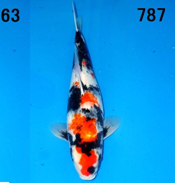 QB1151　◆◇◆昭和三色　メス　44ｃ　２ 歳　 ◆No.787