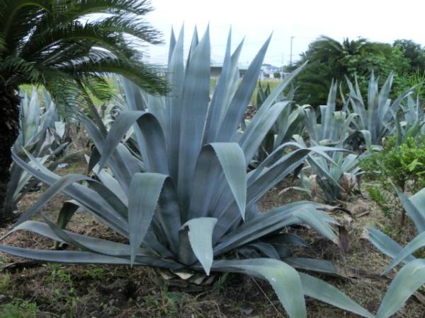 アオノリュウゼツラン - アオノ americana) (Agave – かぎけん花図鑑 