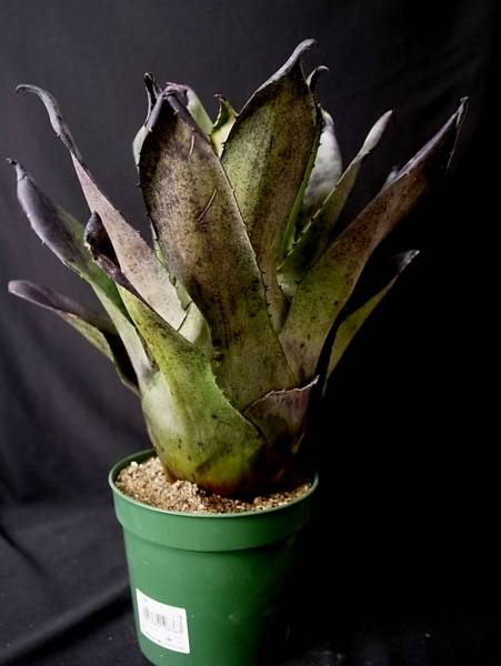 ホヘンベルギア★Hohenbergia leopolldo hortii blackfrom BIG