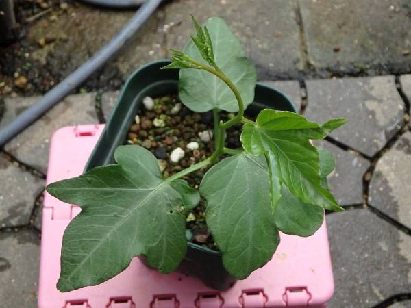 苗 イポメア プラテンシス Ipomoea Platensis 塊根あさがお 苗 売買されたオークション情報 Yahooの商品情報をアーカイブ公開 オークファン Aucfan Com