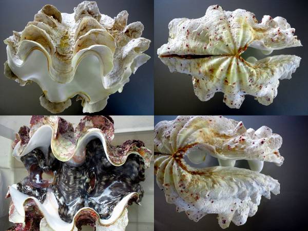 シャコガイの種類を知りたい！ シャコガイについて 1個（直送品） 0