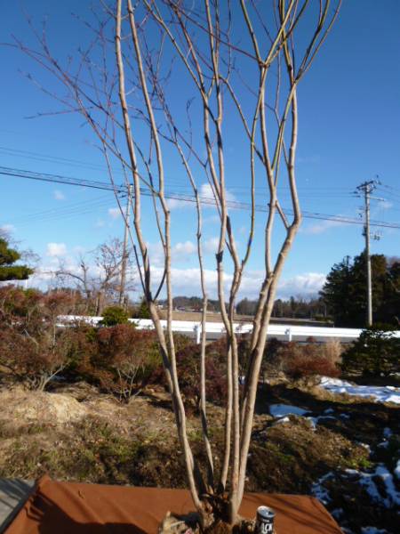 800 山採り　ヤマモミジ ヤマモミジ ☆山採り ☆本株立ち ☆H3．4m ☆280(植木、庭木