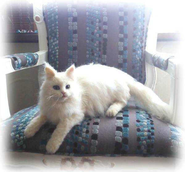 羊毛フェルト ノルウェージャンフォレストキャット 白猫***(羊毛