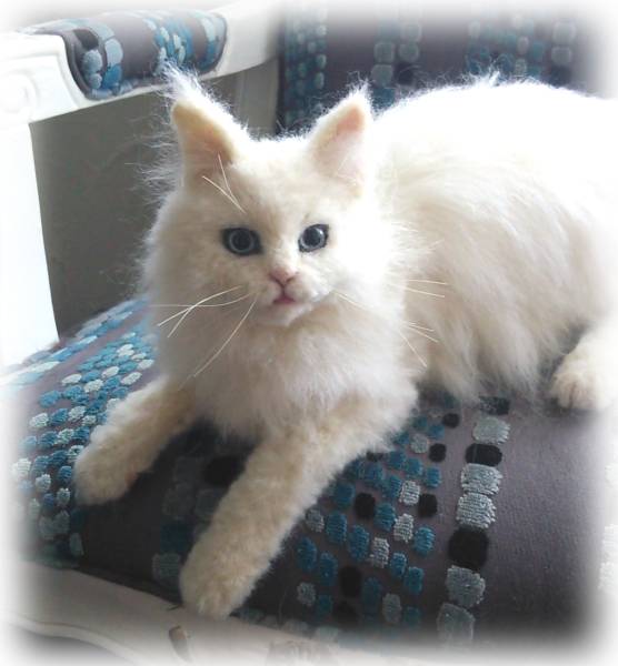 羊毛フェルト ノルウェージャンフォレストキャット 白猫***(羊毛