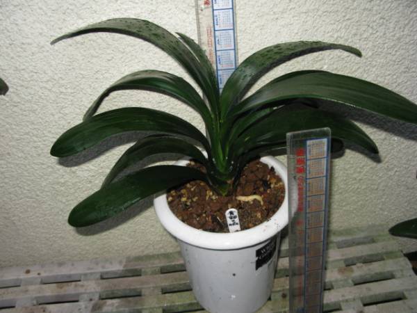 ★クンシラン★　ダルマ黄花80