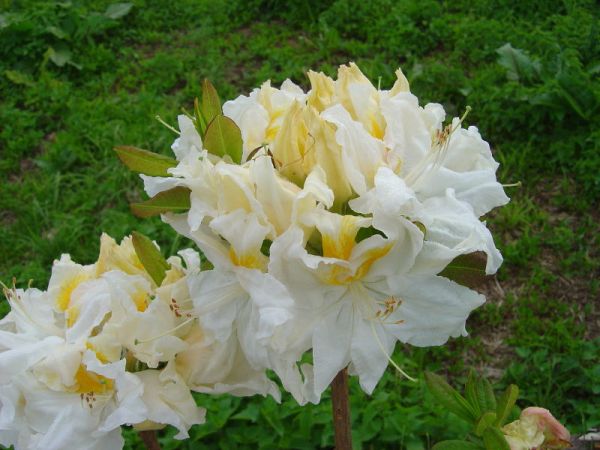 エクスバリーアザレア マウントライナー 469 苗 売買されたオークション情報 Yahooの商品情報をアーカイブ公開 オークファン Aucfan Com