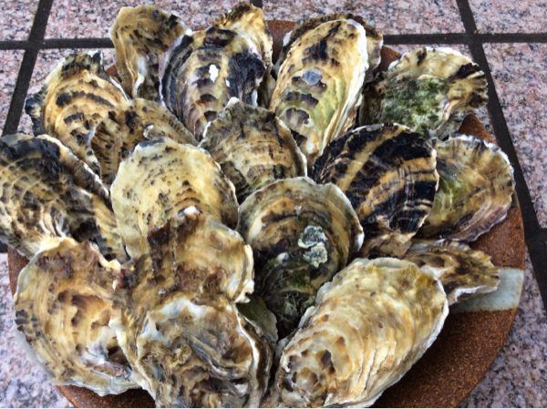 新鮮美味 有明海産活き牡蠣(養殖)4.5kg