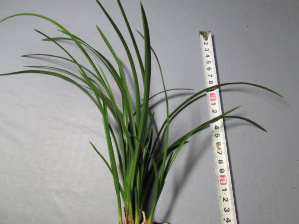 もと丸　山野草　春蘭　中国春蘭　一茎九華　覆輪