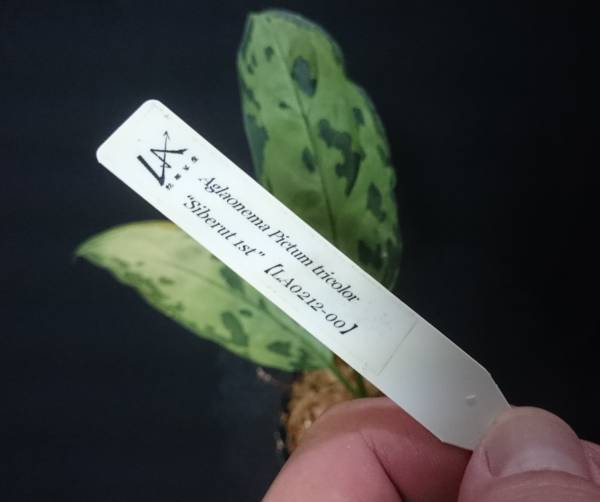 アグラオネマ Pictum tricolor “Siberut 1st”【LA0212-00】