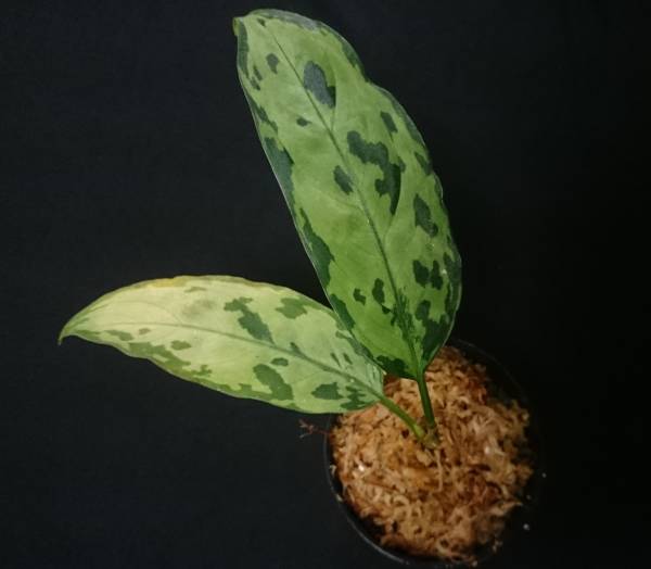 アグラオネマ Siberut 1st LA0212-00 Aglaonema