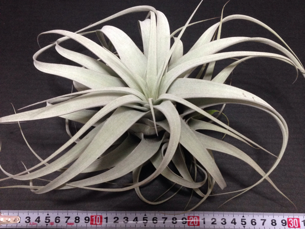 エアープランツ 美株キセログラフィカ チランジア