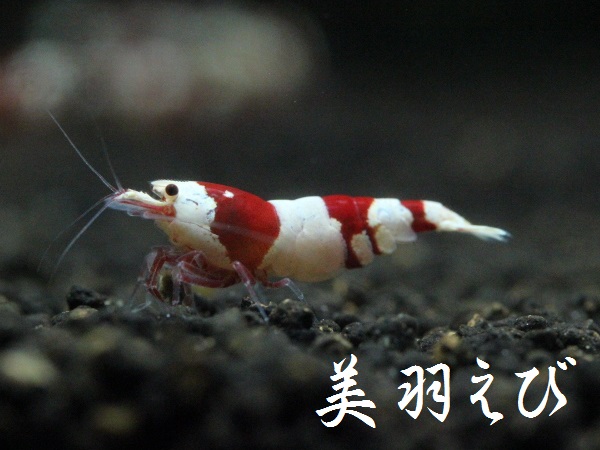 ◇◆美羽えび◆◇ レッドビー　黒墨殻厚赤脚♀個体 其の壱