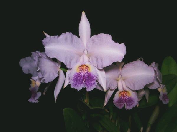 ☆洋蘭原種☆ C.luedemanniana var.coerulea‘Fantastic Blue’