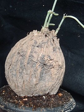 即決!! 塊根 ドリコス キリマンジャリクス 変種argyrophyllu