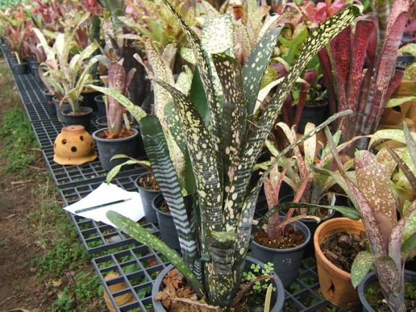 観葉植物 Billbergia Calcite