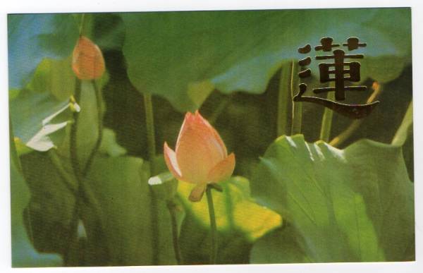 中国切手　蓮の花Ｔ54　4種完　ＮＨ　未使用　ケース入り