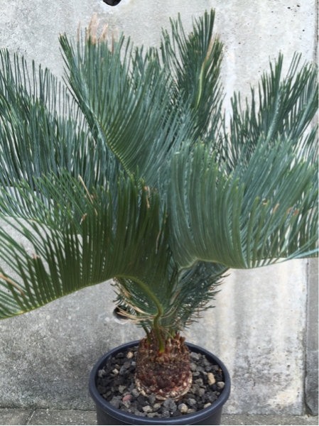 サイカス カイルンシアナ 自生地 サイカス Cycas マクロザミア